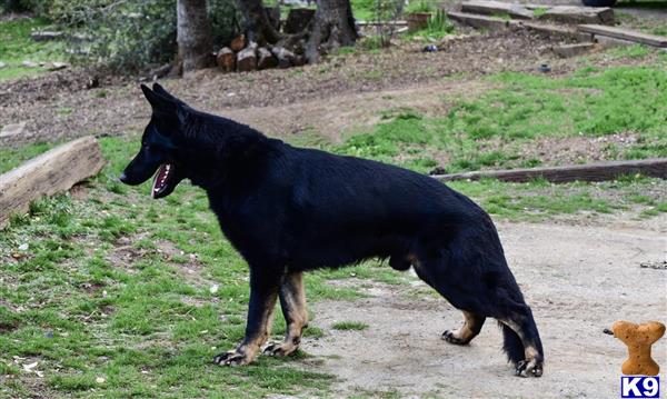 German Shepherd dog